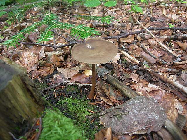 Funghi trasformisti , necrofili e sterili